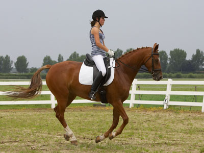 Afbeelding van NaomiiPaardenLoves