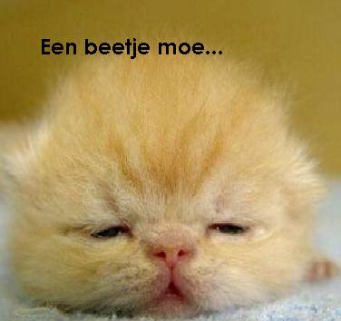 Afbeelding van LadyDicht Lam