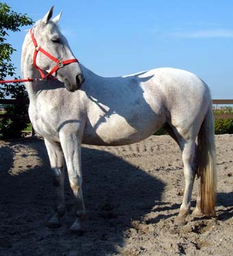 Afbeelding van shelleyjarink jarink